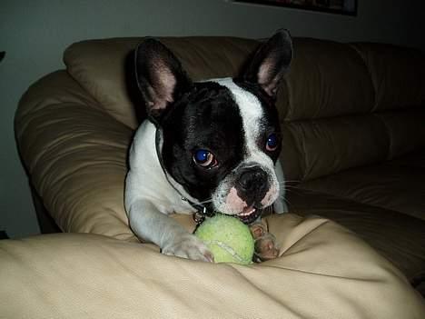 Fransk bulldog Frodo 2004 - billede 5