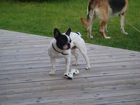 Fransk bulldog Frodo 2004 - - Frodo med på pinsetur til Lønstrup - Kusine Pippi står i baggrunden. billede 6