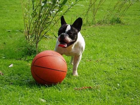 Fransk bulldog Frodo 2004 - - Frodo er en sand kunstner med en bold. billede 7