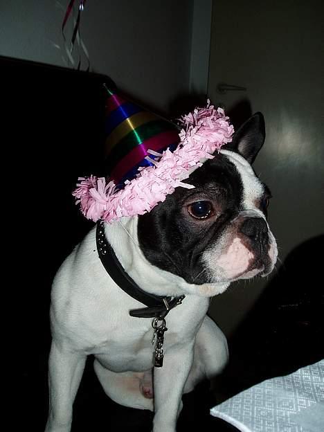Fransk bulldog Frodo 2004 - - Så hatten passer - Nytår 2005/2006. billede 8