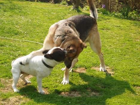 Fransk bulldog Frodo 2004 - - Pippi og Frodo - Lidt leg i haven/Ølstyke. billede 9