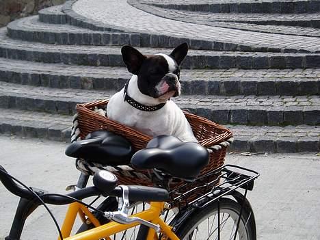 Fransk bulldog Frodo 2004 - - Frodo med på cykeltur - på Bornholm. billede 10