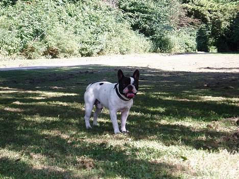 Fransk bulldog Frodo 2004 - billede 11