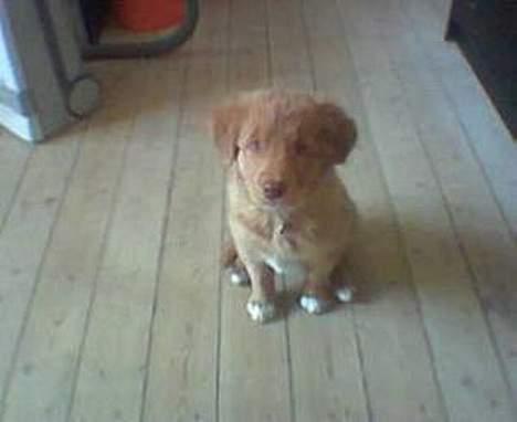 Nova scotia duck tolling retriever Basil billede 5