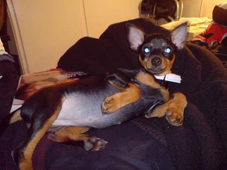 Dvaergpinscher Baby Neela *Kiwa* - Se min hvide mavse billede 5