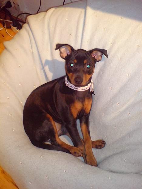 Dvaergpinscher Baby Neela *Kiwa* - Moar´s dejlige hund der altid sidder så pænt i hendes sækkepude billede 6