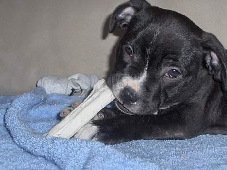 Staffordshire bull terrier Mathilde billede 2