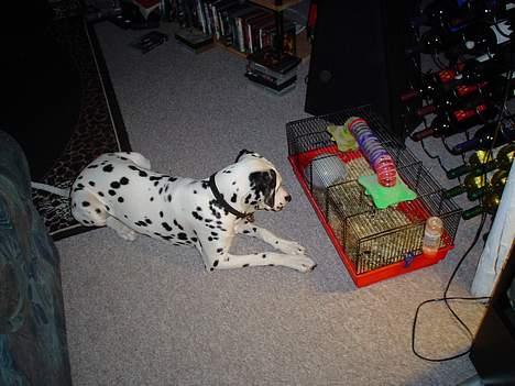 Dalmatiner Perle - Meget spændende.. billede 7