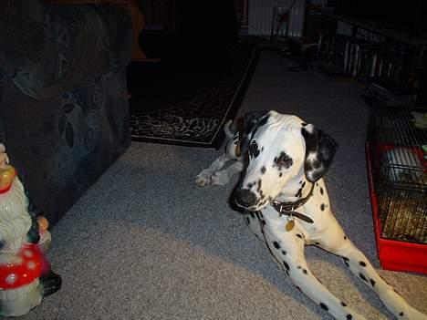 Dalmatiner Perle - Hej! billede 8