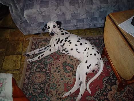 Dalmatiner Perle - Ligger lige og slapper af:) billede 9