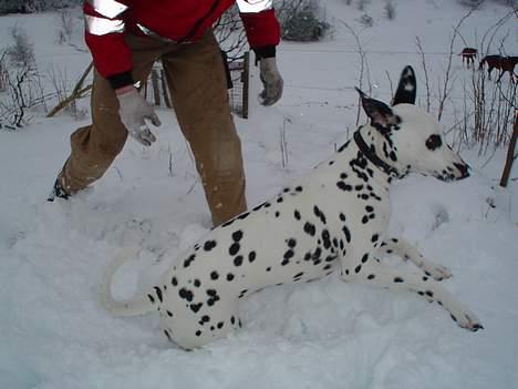 Dalmatiner Perle - Hvor er det sjovt!! billede 10
