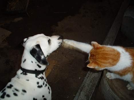 Dalmatiner Perle - Leger lige... billede 11