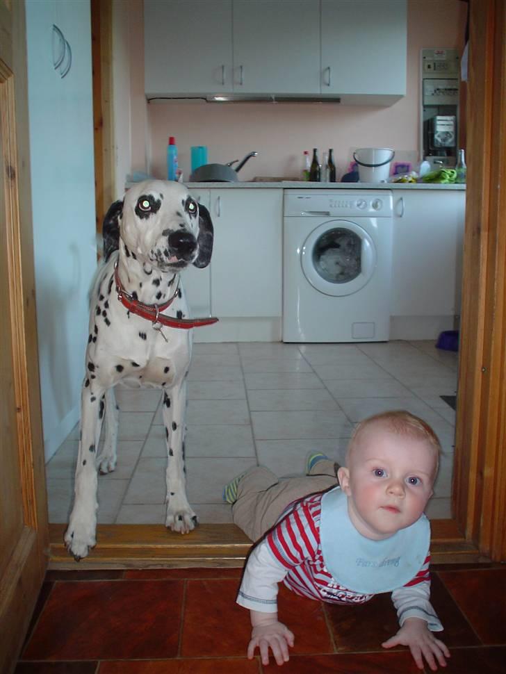 Dalmatiner Perle - Tobias og Perle billede 12