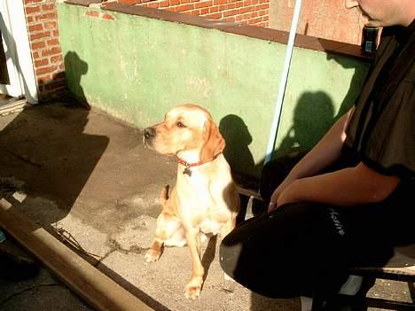 Labrador retriever Tea - Mig og far nyder solen på altanen billede 7
