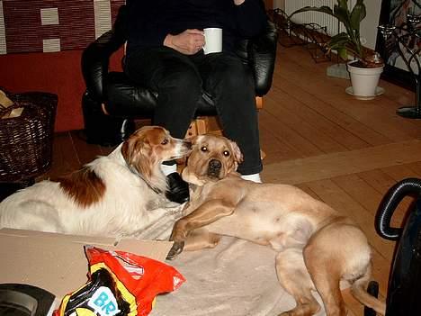 Labrador retriever Tea - Mads (Min bedste ven) og jeg leger...  billede 8