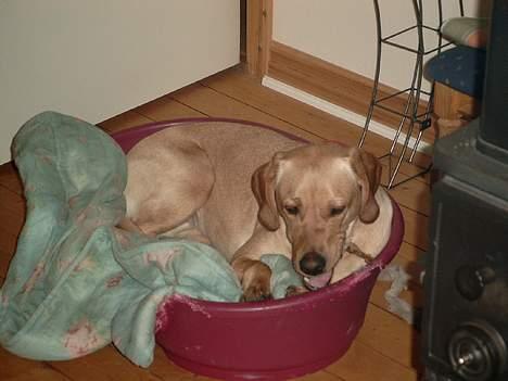 Labrador retriever Tea - Slapper lige af i min seng... billede 9