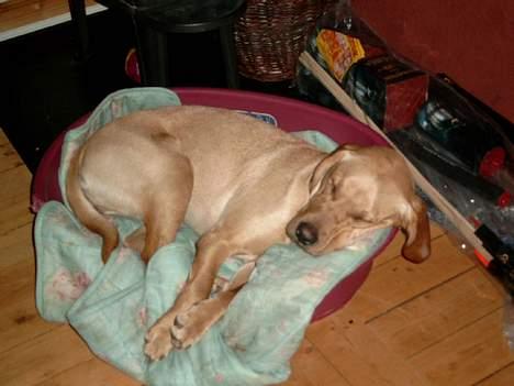 Labrador retriever Tea - Tager lige en lille morfar... billede 10