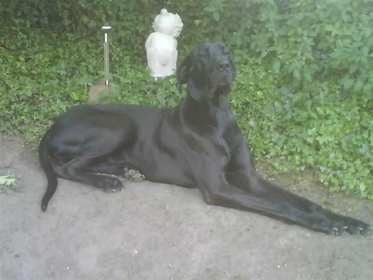 Grand danois Big Ben - Hej og velkommen billede 1