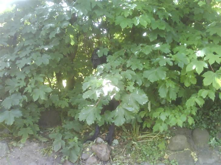 Grand danois Big Ben - Find Ben billede 2