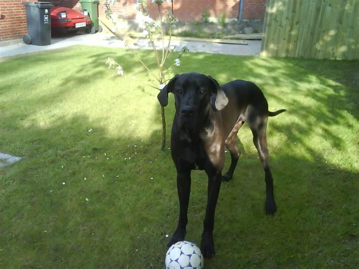 Grand danois Big Ben - Ser han ikke forskrækket ud?? HAHA billede 3