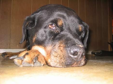Rottweiler Zenta - velkommen til zenta´s profil .. billede 1