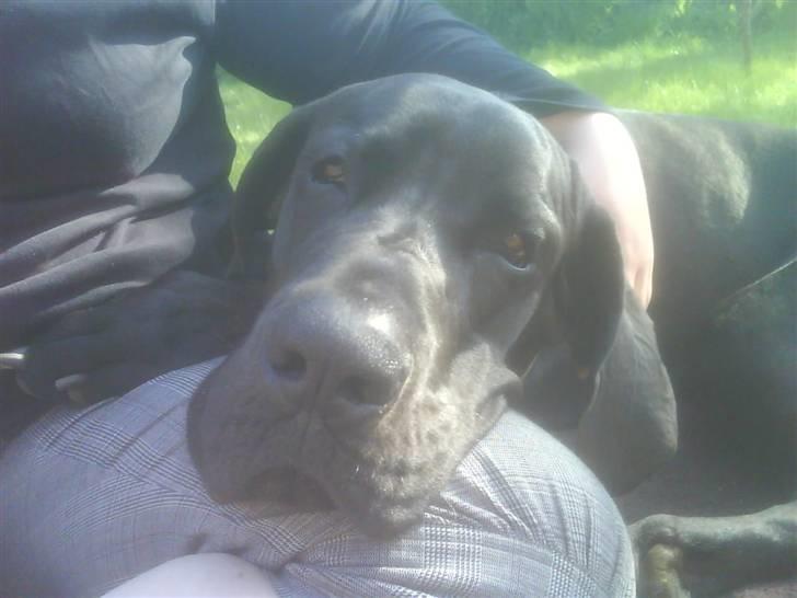 Grand danois Big Ben - Skøøønt at blive nusset. billede 4