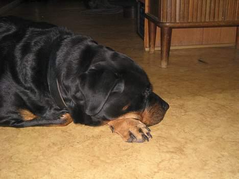 Rottweiler Zenta billede 2