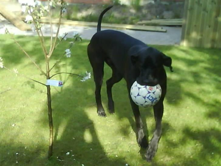 Grand danois Big Ben - Hygger lidt med bolden. billede 5