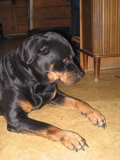Rottweiler Zenta billede 3