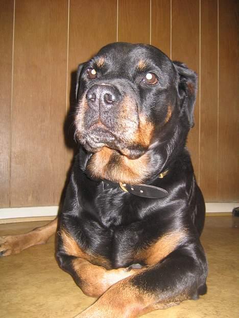 Rottweiler Zenta billede 4
