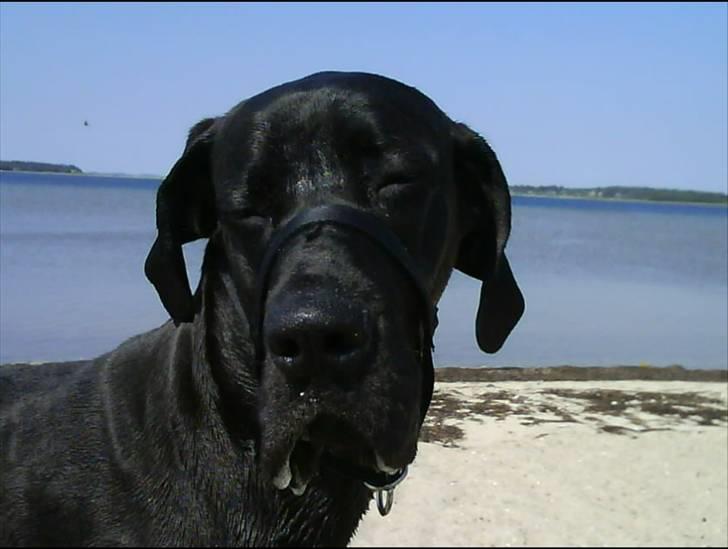 Grand danois Big Ben - Den sol er godt nok skrap. billede 6