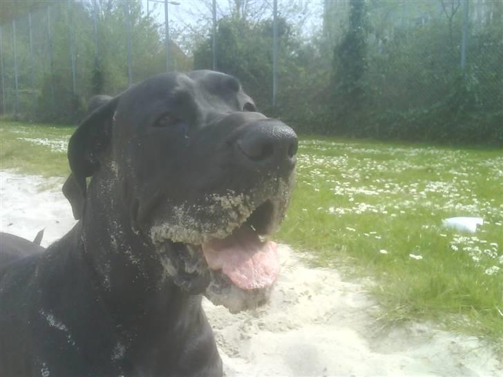 Grand danois Big Ben - Sand er godt :-) billede 7
