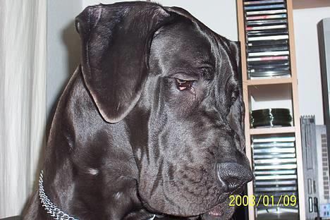 Grand danois Big Ben billede 8