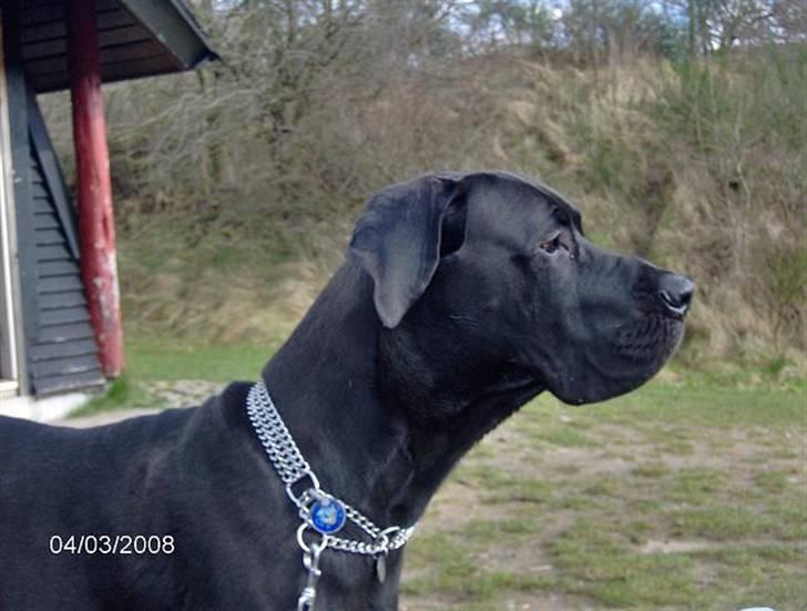 Grand danois Big Ben billede 9