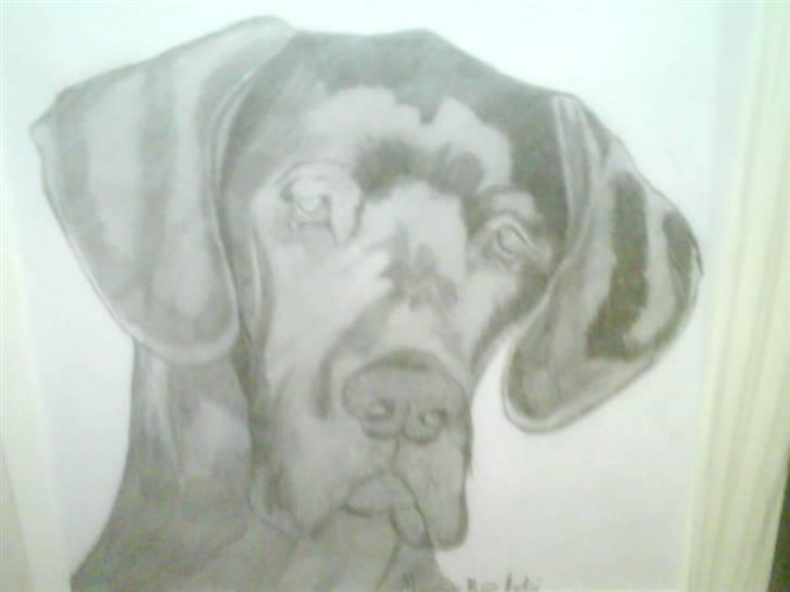 Grand danois Big Ben - Mors fotomodel *NYT* billede 10