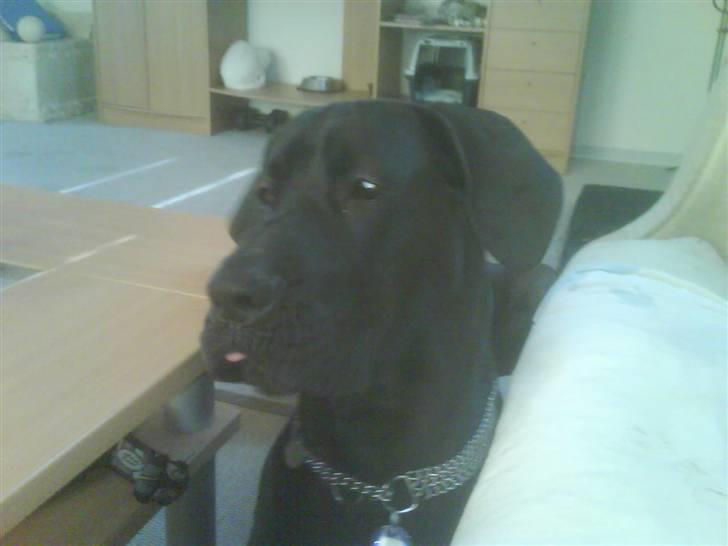 Grand danois Big Ben - Hva sker der lige for tungen billede 11