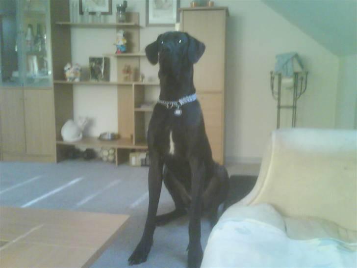 Grand danois Big Ben billede 12