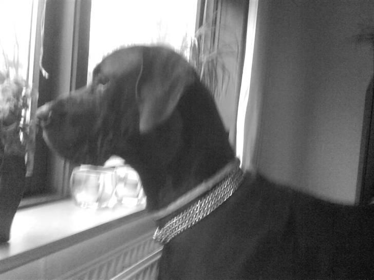 Grand danois Big Ben - Smukke dreng! billede 13