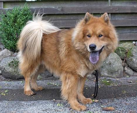 Eurasier Casey (død juni 2011) - "Mor" forsøger sig som pressefotograf billede 11