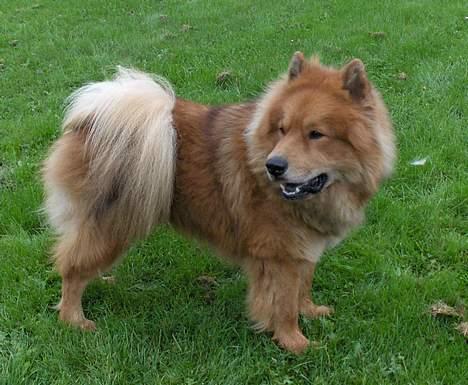 Eurasier Casey (død juni 2011) - Hvem skal jeg kigge på ? billede 12