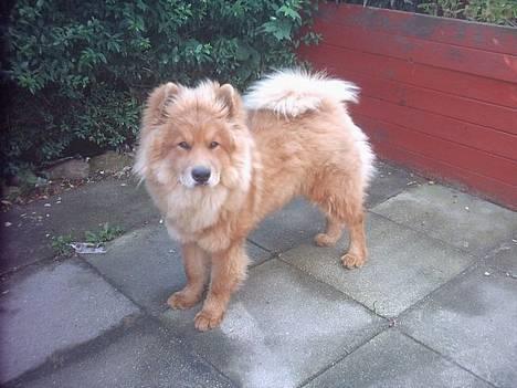 Eurasier Casey (død juni 2011) - ca ½ år gammel billede 13