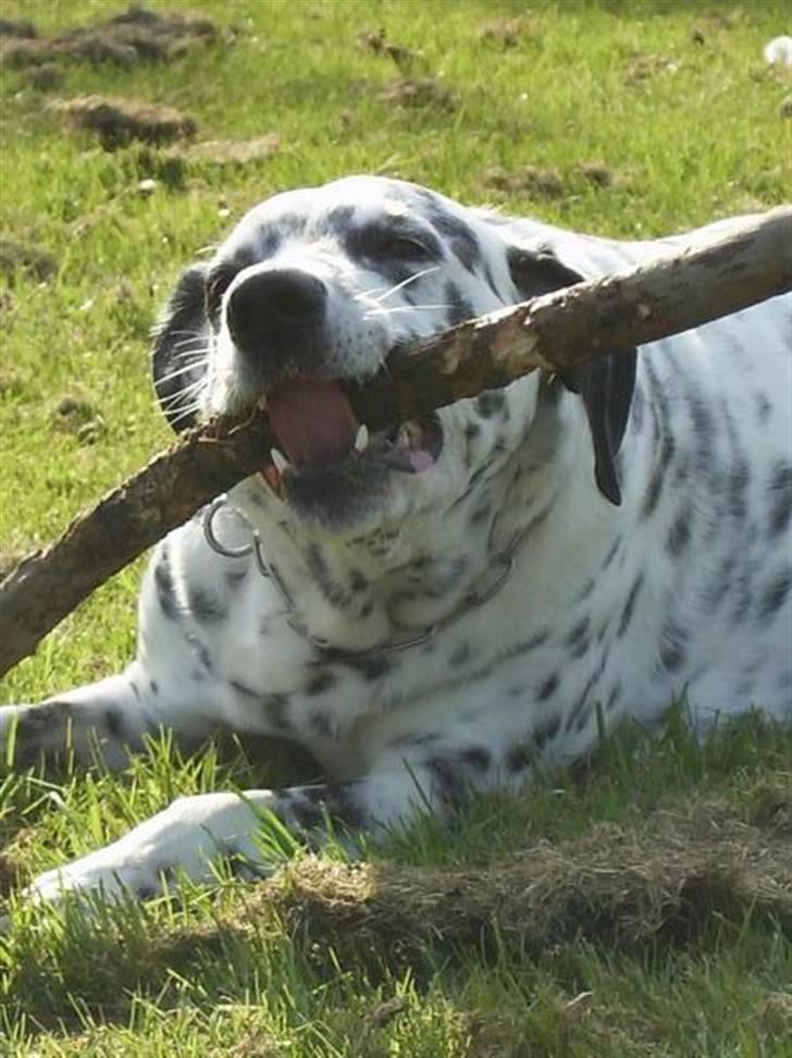 Blanding af racer Rollo billede 17