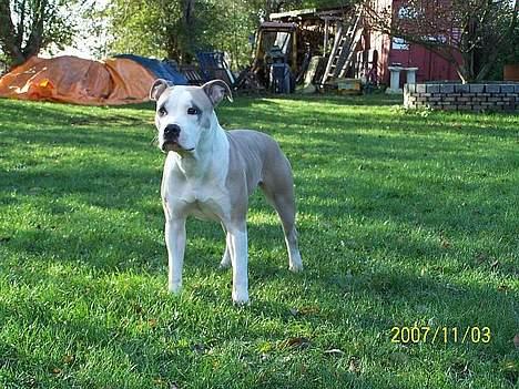 Amerikansk staffordshire terrier Raini billede 5