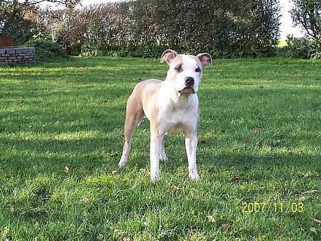 Amerikansk staffordshire terrier Raini billede 6