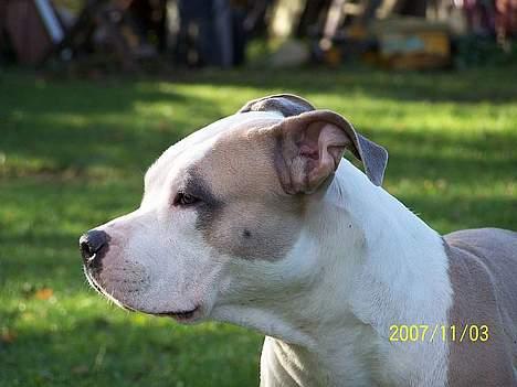 Amerikansk staffordshire terrier Raini billede 7