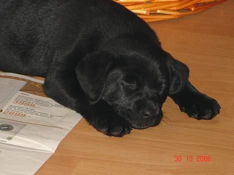 Blanding af racer Chiva billede 1