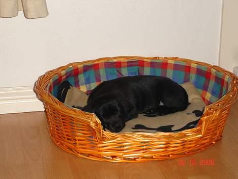 Blanding af racer Chiva billede 2