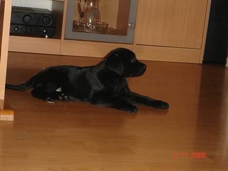 Blanding af racer Chiva billede 3