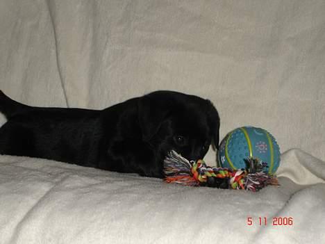 Blanding af racer Chiva billede 4