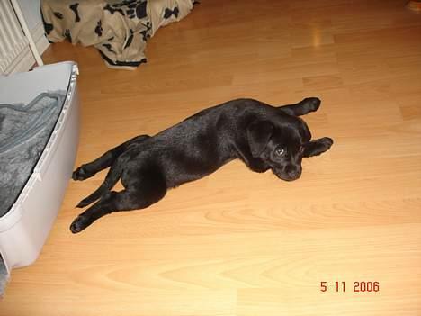 Blanding af racer Chiva billede 5